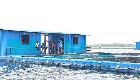 मस्य पालन व्यावसायात तरुणांची भरारी; माशांची निर्यात थेट आफ्रिकेत