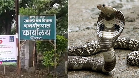 नागपंचमी निमित्त नागाला खेळवणाऱ्यावर गुन्हा दाखल