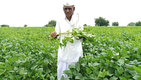 पावसाअभावी लागवड केलेले सोयाबीन धोक्यात