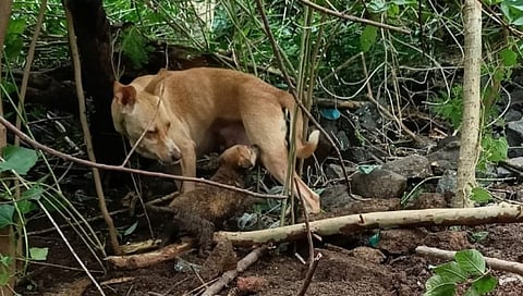 माणुसकी जिवंत आहे: कुत्र्याच्या 3 पिल्लांचा फायर ब्रिगेडने वाचवला जीव