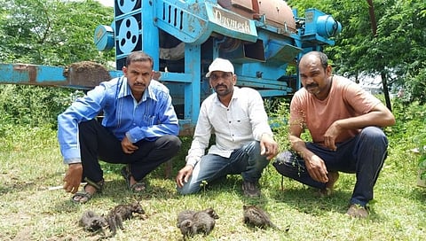 आईपासून दूर गेलेल्या मांजराच्या 5 पिल्लांची अवघ्या 8 तासात घडवली भेट
