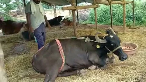 जनावरांच्या तोंडखुरी आणि पायखुरी आजारांचा भंडारा जिल्ह्यात शिरकाव