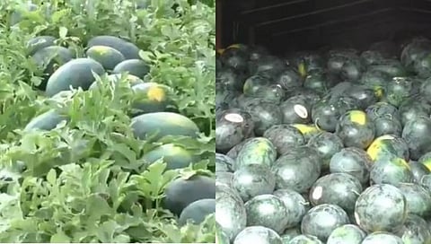 कौतुकास्पद! चक्क 51 दिवसात घेतले 51 लाखांचे उत्पन्न