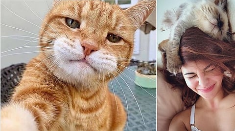 International Cat Day | 'खरे मांजरप्रेमी' असाल तर हे नक्की वाचा