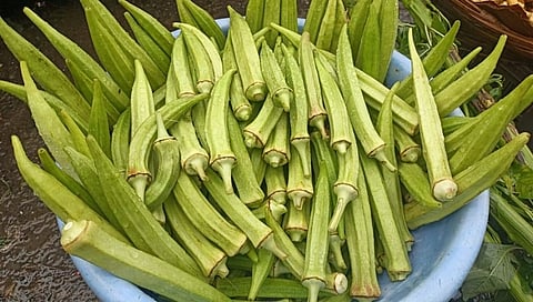 'या' भेंडीच्या दराने तर इंधनाच्या दराला देखील टाकलं मागं!