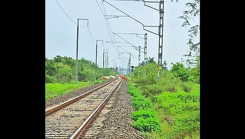 रेल्वेच्या धडकेत दोन म्हैशींचा जागीच मृत्यू!