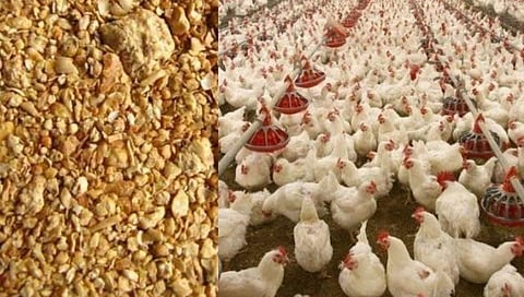 सोयाबीन स्वस्त अन् ढेप महाग; भाव झाला दुपटीपेक्षा जास्त!