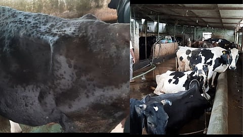 मावळात सत्तर टक्के जनावरांना 'लंपी रोगाची' लागण; बळीराजा चिंतेत