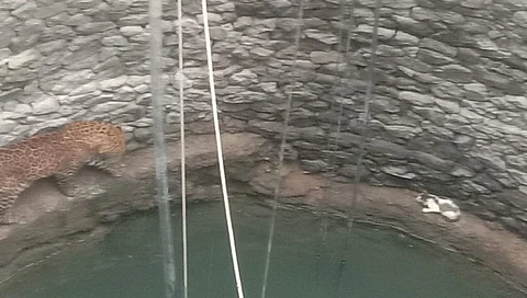 विहीरीत पडलेल्या मांजरीनं वाघाची जिरवली; पहा Video