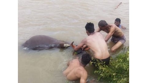 वाचले प्राण