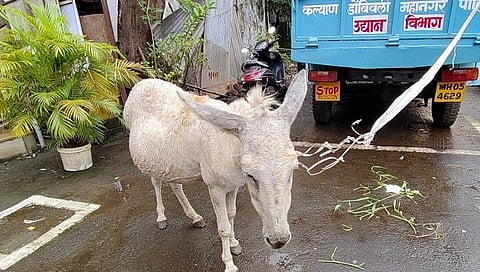 माणुसकी याला म्हणतात! महिला पोलीसामुळे भटक्या गर्भवती गाढविणीला मिळाला आसरा