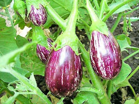 भाव पडल्याने शेतकऱ्याने वांग्याचे पीक उपटून फेकले