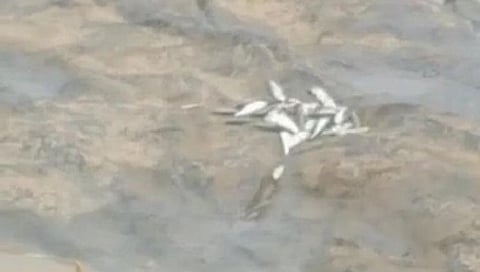 नदीत विषारी रसायन; माशांच्या मृत्यू