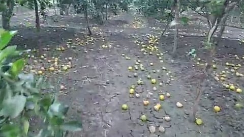अमरावतीत हजारो हेक्टरवरील संत्रा बागांना गळती; अपेक्षित दर मिळत नसल्याने शेतकरी संकटात
