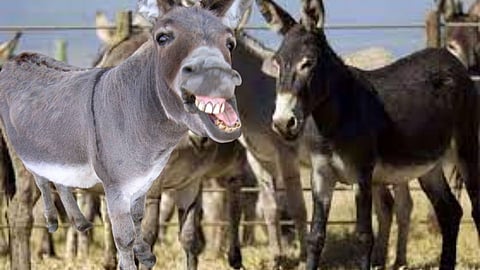 Beed : धक्कादायक! परळीतून १४० गाढव चोरीला