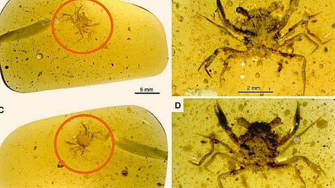 पहिल्यांदाच सापडला 10 वर्ष कोटी जुना 'अमर' खेकडा! 'ही' आहे खासियत