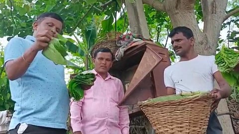 Yavatmal: पान शेतीतून शेतकर्यांच्या घरात आर्थिक समृद्धी...