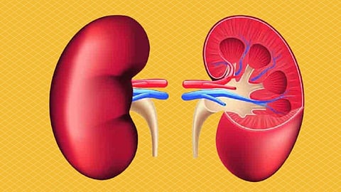 Health : जुलाब व उलटीमुळे सुद्धा होऊ शकते मूत्रपिंड खराब!
