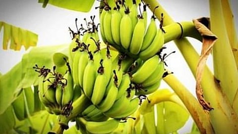 banana crop insurance