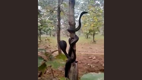 बापरे...एकाच झाडावर आढळले तीन विषारी कोब्रा! पहा Viral Video