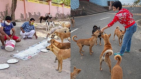 मोकाट कुत्र्यांना खायला घालाल तर दंड भराल; नवी मुंबईतील सोसायटीचा अजब फतवा !