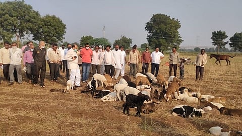 नंदुरबार : पालकमंत्री पाडवी यांनी घेतली नुकसानग्रस्त मेंढपाळांची भेट!