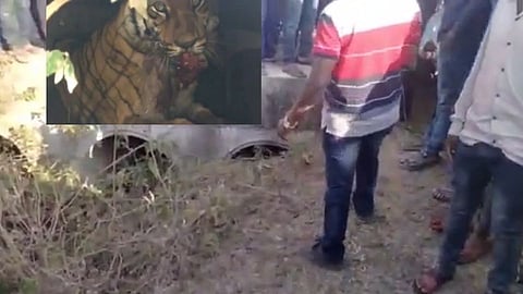 Chandrapur : छोट्या पाईपमध्ये अडकला वाघ अन् झालं असं काही...