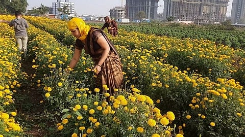 राजकारण सोडून शेतीला सुरवात; दोन महिन्यात महिलेने कमावला 7 लाखांचा नफा