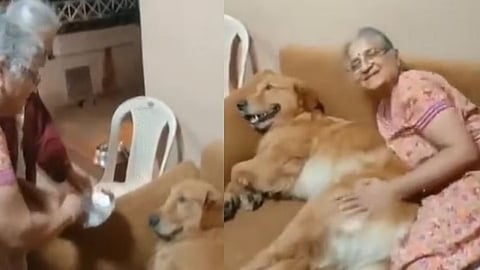 सुधा मुर्तींनी साजरा केला कुत्र्याचा वाढदिवस (पहा व्हिडिओ)