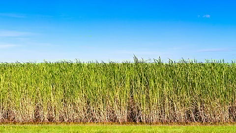 ...अन्यथा ऊसाच्या फडात पेटवून घेत आत्मदहन करेल; शेतकऱ्याचा इशारा