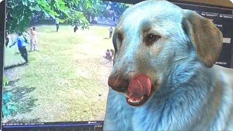 पहा व्हिडीओ : लहान मुलीला तब्बल 16 वेळा चावला पाळीव कुत्रा; घटना CCTV मध्ये कैद