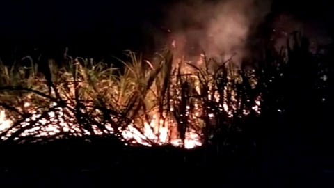Jalna: शॉर्टसर्किटमुळे पाच एकर ऊस जळून खाक