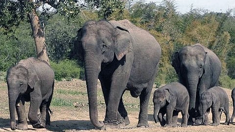 गडचिरोली: हत्ती स्थलांतरणाची लढाई आता न्यायालयात; वन पर्यावरण मंत्रालयाला नोटीस