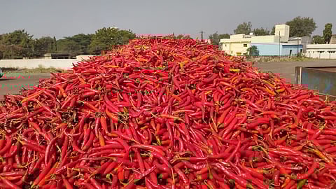 Red Chilli Price Slashed in Vashi's APMC Market | Saam Tv News