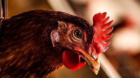 Yavatmal|कोंबड्यांच्या झुंजींवर चाललाय लाखोंचा जुगार; पैश्यांसोबत प्राण्यांच्या जीवाशी सट्टा?...(पहा व्हिडिओ)