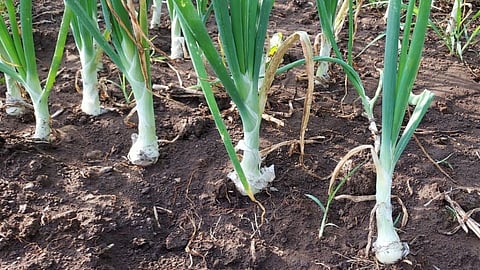 Onion Rate