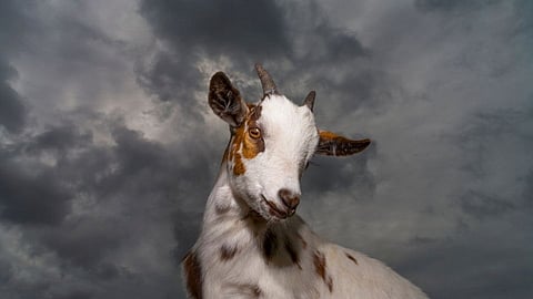 Kolhapur: दीड लाख रुपयांना विकली गेली एक शेळी; कारण वाचून थक्क व्हाल!