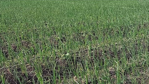 विचित्र हवामानामुळे रब्बी पिकांवर रोगांचा प्रादुर्भाव; शेतकरी पुन्हा चिंतेत!
