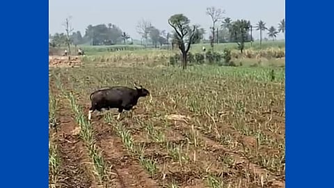 वाळवा तालुक्यात गव्याची दहशत; दोन दिवसात तिघांवर हल्ले!