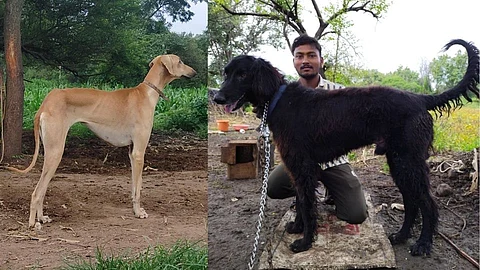 कुत्र्याचे ब्रीड अफगाणिस्तानी, जोपासना होते लातूर जिल्ह्यात!