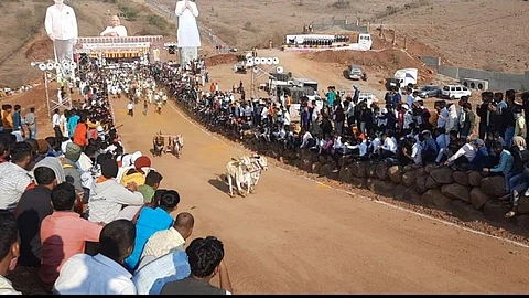 Bullock cart race