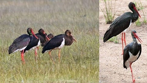 European Black Stork Birds in Bhandara district