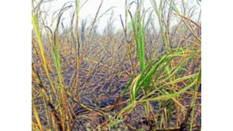 sugarcane