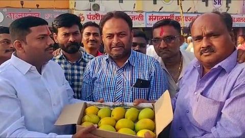 kokan mango grovers in sangli
