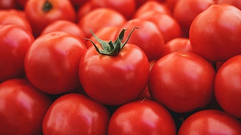 Tomato, Kisan Sabha, Dr. Ajit Nawale