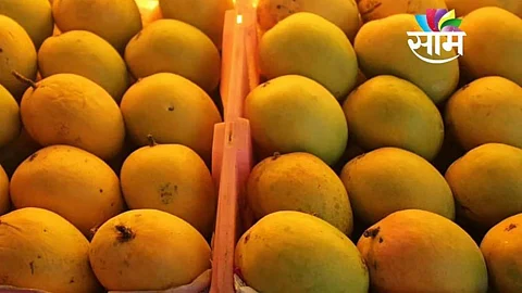 Konkan Hapus: इतर राज्यातील आंबा ‘कोकण हापूस' म्हणून विकल्यास कारवाई होणार, पणन संचालकांचे आदेश