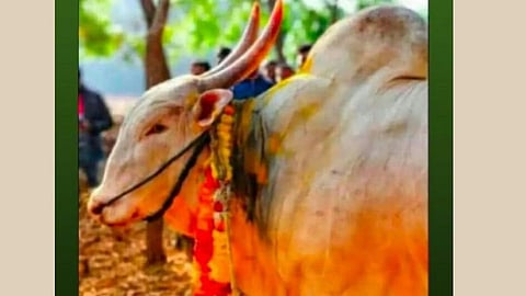 bull died in bull fight held in kokan recently.