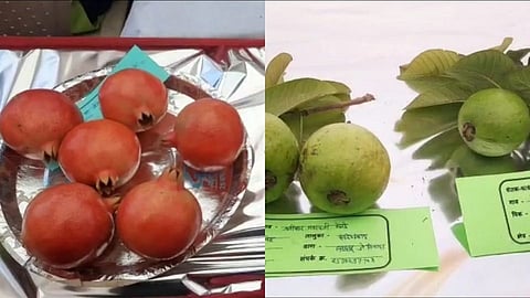 fruit grain festival