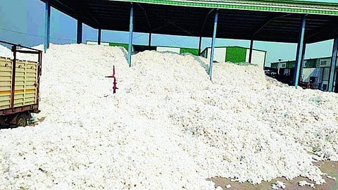 Cotton Price