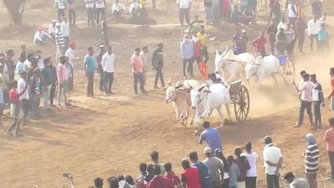 bullock cart race